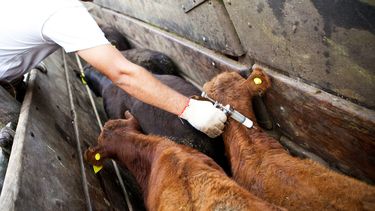 La vacunación contra la fiebre aftosa, en la mira.