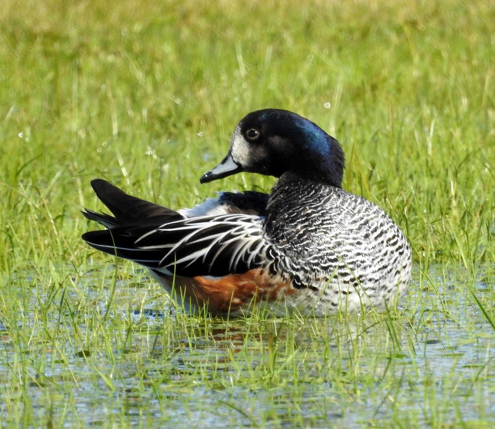 Pato overo, especie autóctona bonaerense. (Aves Mar Chiquita)