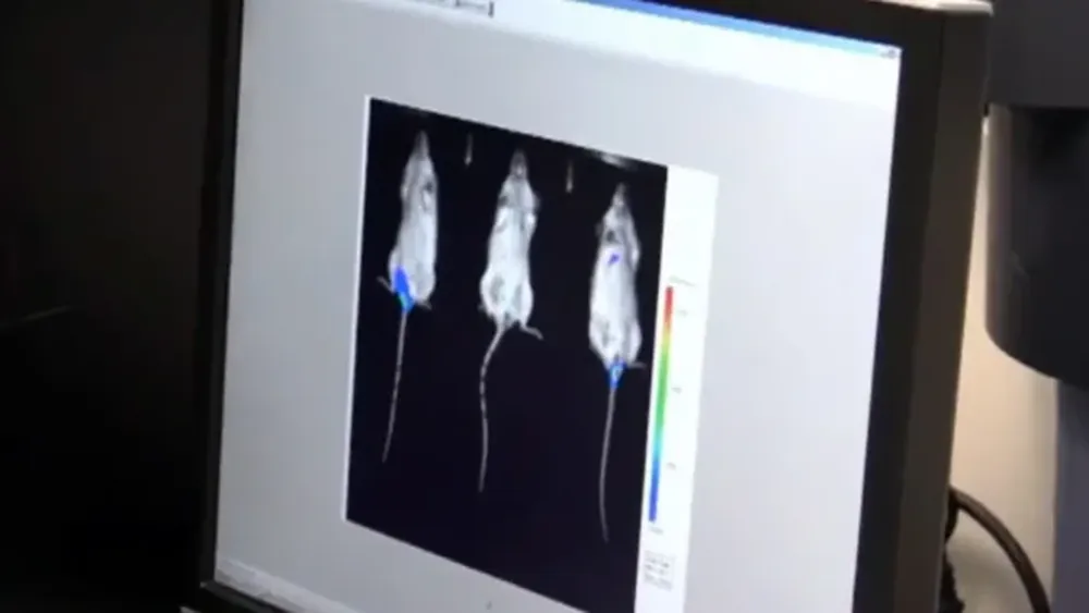 Investigadores logran hacer transparente la piel con un colorante alimentario.