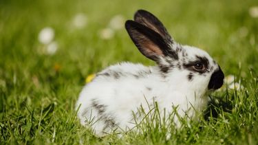 El Senasa publicó una guía para viajar al exterior con mascotas no tradicionales. El Senasa publicó una guía para viajar al exterior con mascotas no tradicionales.