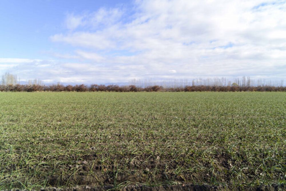 El campo, afectado por la falta de lluvias.