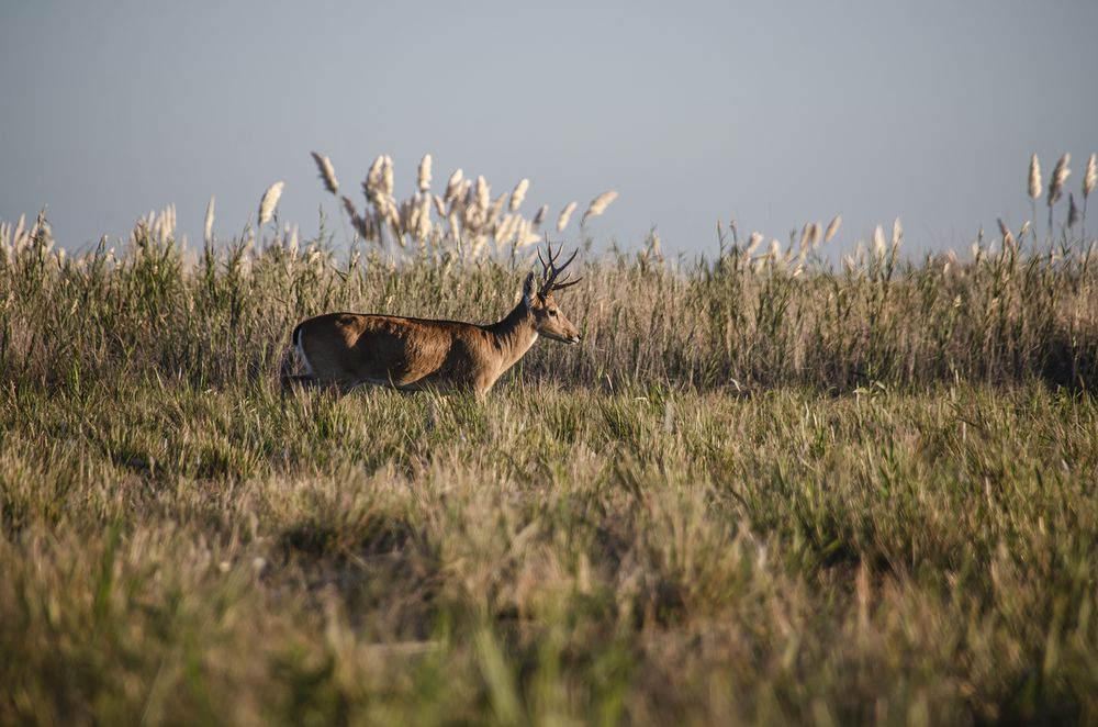 actividades_-_pn_campos_del_tuyu