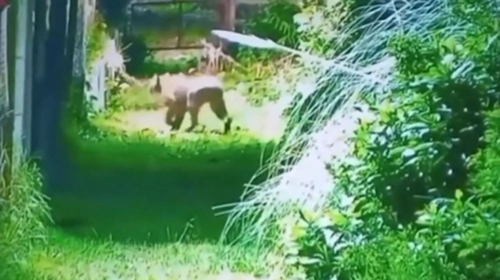 El puma captado por una cámara de seguridad.&nbsp;