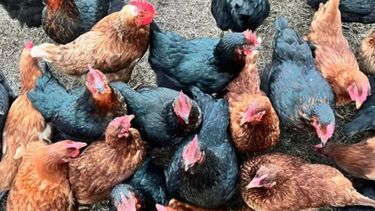 gallinas