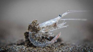 El arribazón masivo de peisos petrunkevetchi en Mar del Plata resultado de una serie de factores ambientales. (INIDEP)