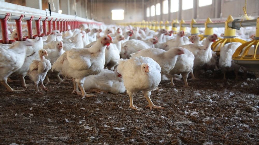 Argentina restituyó su estatus de país libre de influenza aviar altamente patógena