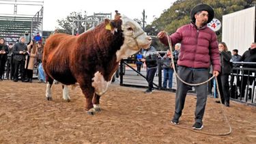 “Místico” se pasea por el predio de Palermo. (X @SociedadRural)