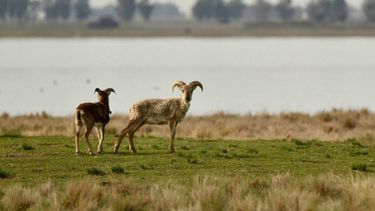 La isla Sistina queda en Guaminí. (Facebook Estancia Isla Sistina)