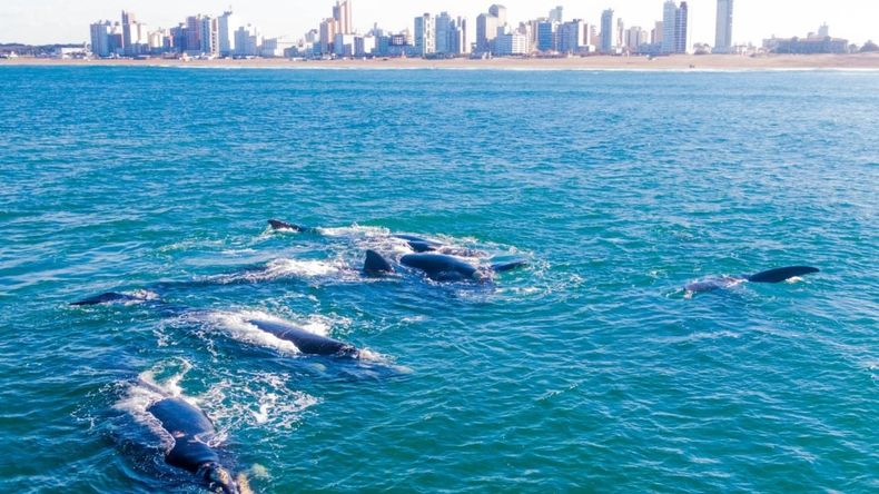 La costa bonaerense se posiciona como nuevo destino para el avistaje de ballenas&nbsp;