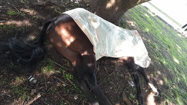El caballo chocó contra un árbol y murió en el lugar. 
