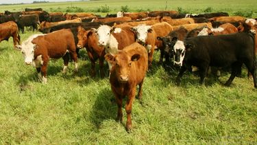 El Senasa actualizó procesos de evaluación y control de los medicamentos destinados al tratamiento de la sarna bovina.