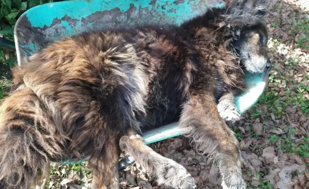 Vecinos de la localidad bonaerense de Sierra Chica, en Olavarría, denunciaron que más de 30 los perros fueron envenenados en las últimas horas. (Infoeme)