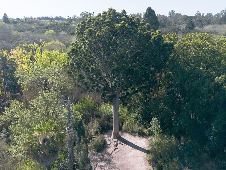 El árbol de cristal puede llegar a alcanzar 50 metros de altura.