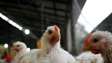 Novedades sobre la gripe aviar.