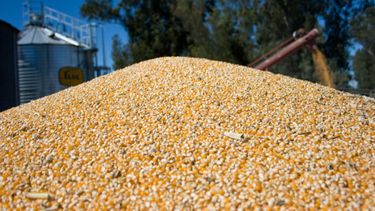 Novedades sobre el maíz.