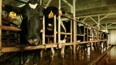 Novedades sobres los tambos en el país.&nbsp;