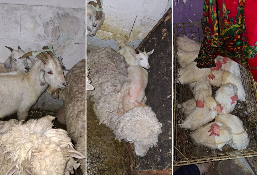 animales quilmes rituales