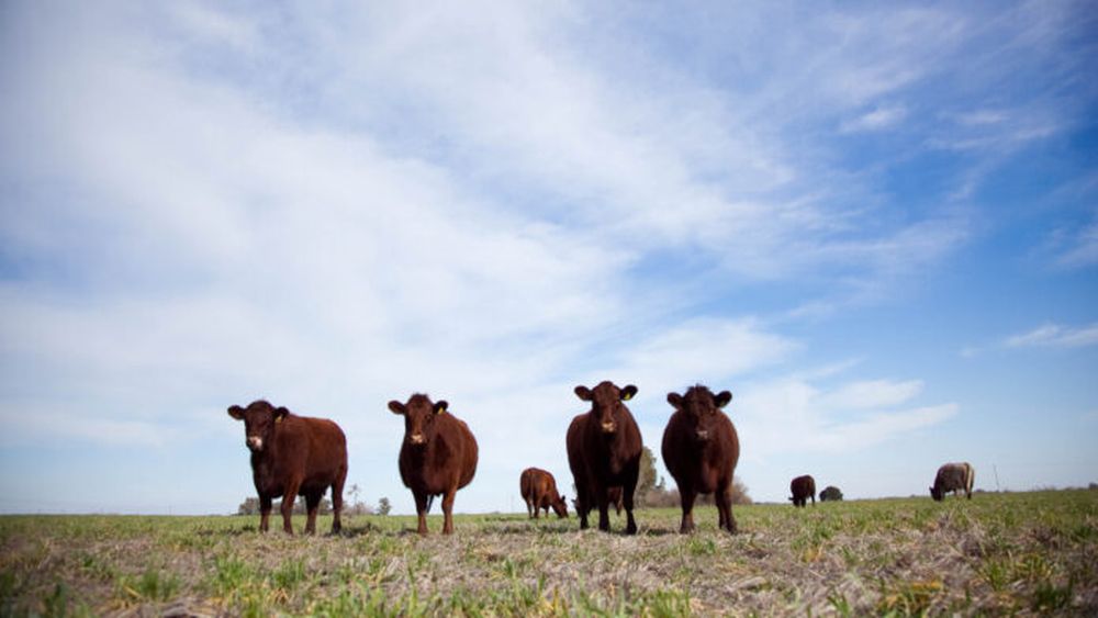 Novedades para el sector ganadero.