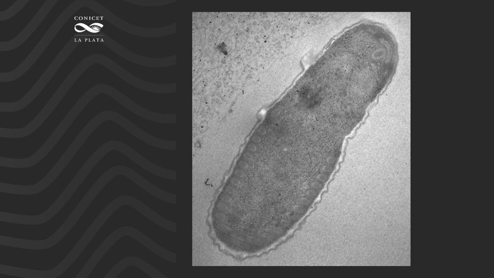 La nueva especie fue denominada Glugea pygidiopsidis y es un microsporidio, es decir un hongo parásito, que infecta a un parásito propio de peces de agua dulce llamado Pygidiopsis. (Conicet La Plata) La nueva especie fue denominada Glugea pygidiopsidis y es un microsporidio, es decir un hongo parásito, que infecta a un parásito propio de peces de agua dulce llamado Pygidiopsis. (Conicet La Plata)