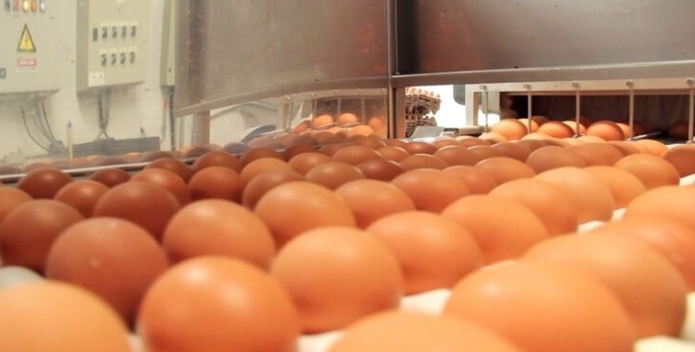 En la planta de Pilar se procesan cerca de dos millones de huevos por día.
