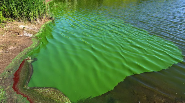 Alerta por cianobacterias en lagunas de la provincia de Buenos Aires.