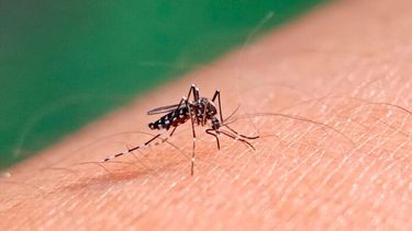 Dengue aedes