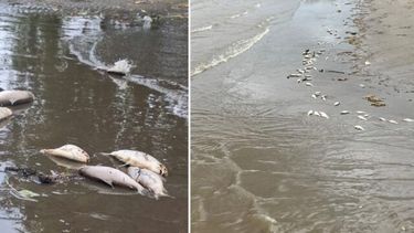 Imágenes de la costa de Punta Lara, con gran cantidad de sábalos muertos.