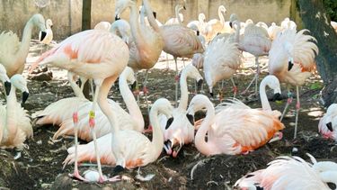 la plata: nacieron siete flamencos en el bioparque tras 10 anos sin reproduccion de estas elegantes aves