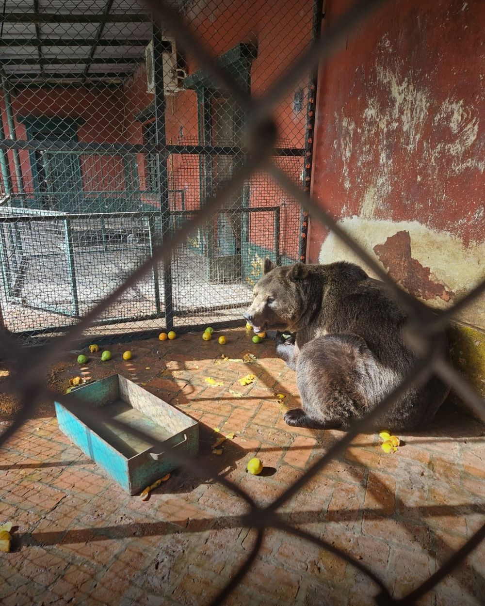 Uno de los osos que estaban en el ex zoo de Luján.