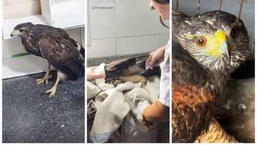 lanus: un gavilan herido se acerco a una salita sanitaria y recibio atencion veterinaria