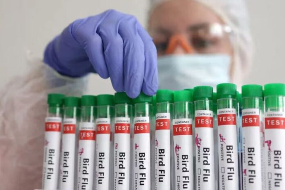 La gripe aviar se manifiesta en humanos como otras infecciones respiratorias.