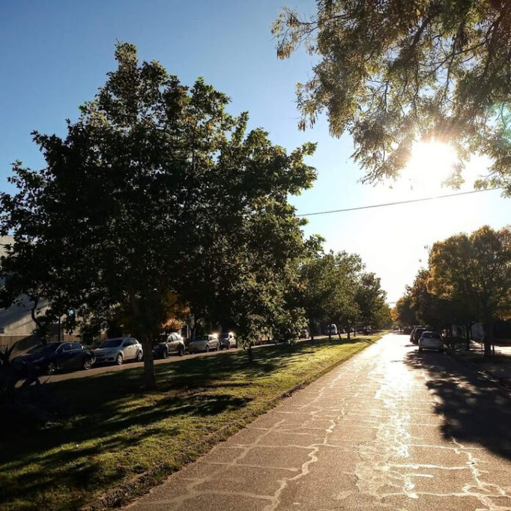 Arbolado de Trenque Lauquen. (La Opinión de Trenque Lauquen)