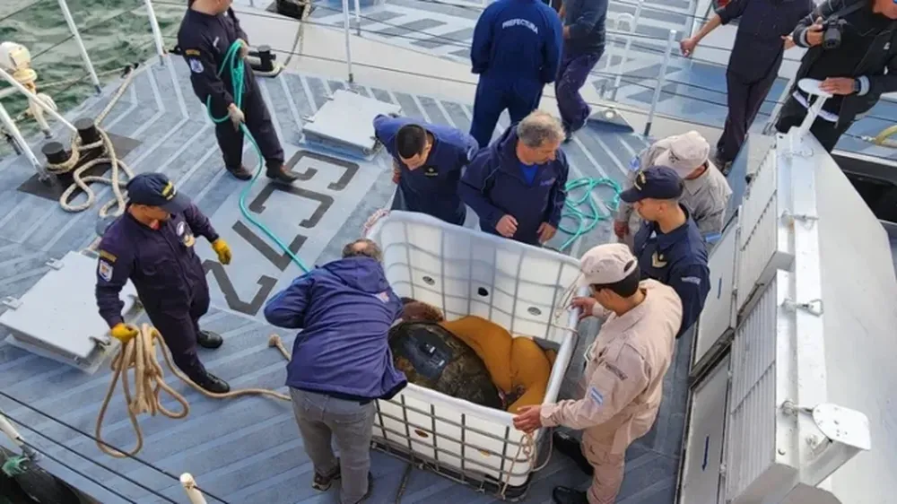 El momento del regreso al mar del tortugo Jorge. (0223)
