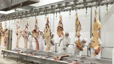 La faena otra vez en la mira.&nbsp;