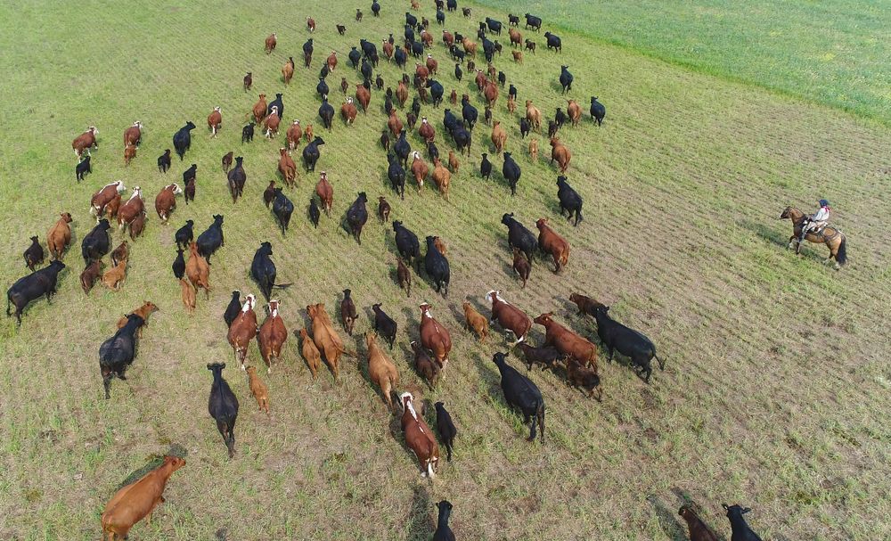 Las vacas en medio de un campo del país.&nbsp;