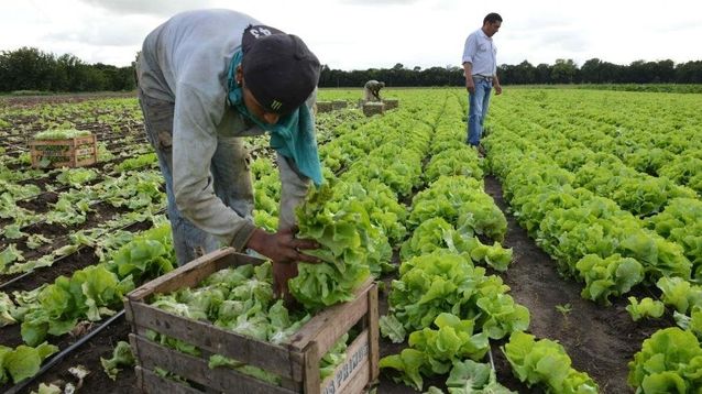 La produccción hortiflorícola se realiza en más de cien municipios bonaerenses.