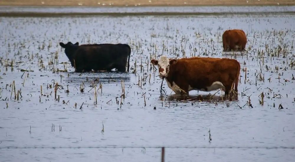 Un campo afectado por las inundaciones.