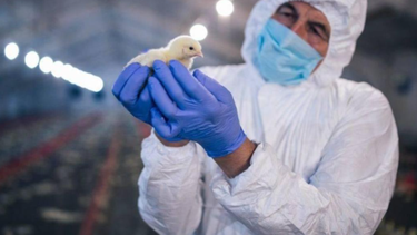 Las infecciones por el virus de la influenza aviar en humanos causan cuadros leves a graves de las vías respiratorias superiores y pueden ser mortales.