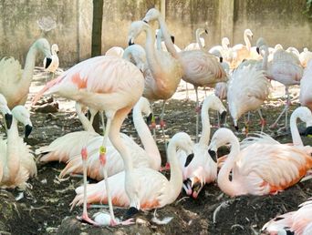 la plata: nacieron siete flamencos en el bioparque tras 10 anos sin reproduccion de estas elegantes aves la plata: nacieron siete flamencos en el bioparque tras 10 anos sin reproduccion de estas elegantes aves