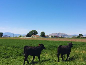 Especialistas aseguran que la carne producida en sistemas pastoriles presenta características diferenciales, como mayores niveles de ácidos grasos omega 3, mayor contenido de ácido linoleico conjugado (CLA) y presencia de antioxidantes naturales como vitamina E y carotenoides. Especialistas aseguran que la carne producida en sistemas pastoriles presenta características diferenciales, como mayores niveles de ácidos grasos omega 3, mayor contenido de ácido linoleico conjugado (CLA) y presencia de antioxidantes naturales como vitamina E y carotenoides.