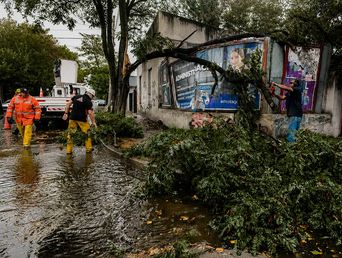 Un árbol que se vino abajo por la tormenta en Mar del Plata. Un árbol que se vino abajo por la tormenta en Mar del Plata.