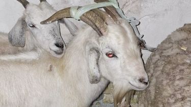 quilmes: rescataron mas de 40 animales de un templo umbanda antes de que los sacrificaran