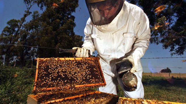 Más allá de los números, la miel bonaerense también se abre paso como un atractivo turístico