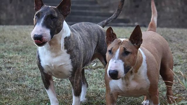 Dos perros Bull Terrier similares a los que atacaron al vecino en Ingeniero Maschwitz.