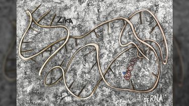 Dibujo de la molécula de ARN del virus del Zika que participa en el mecanismo para frenar la respuesta antiviral de las células humanas. (Obra de O. Ortiz y A. Gamarnik - Proyecto Artes Visuales en Ciencia).