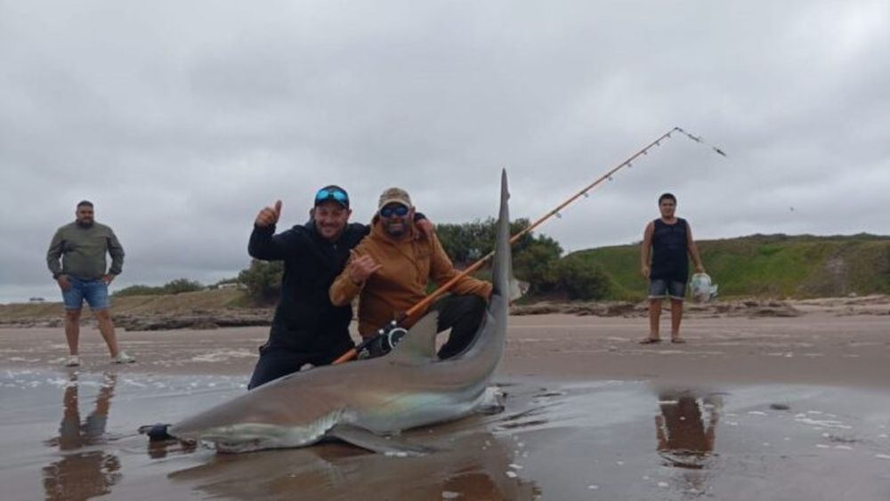 El enorme tiburón bacota de 2,49 metros de largo y de un peso aproximado de entre 85 y 90 kilos. - La Voz del Pueblo -