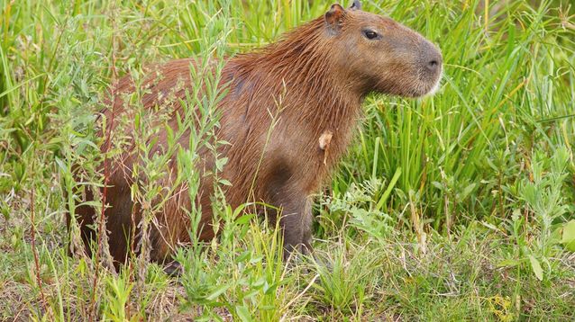 El carpincho es un roedor herbívoro anfibio, que por su tamaño resulta el mayor de los roedores vivientes.