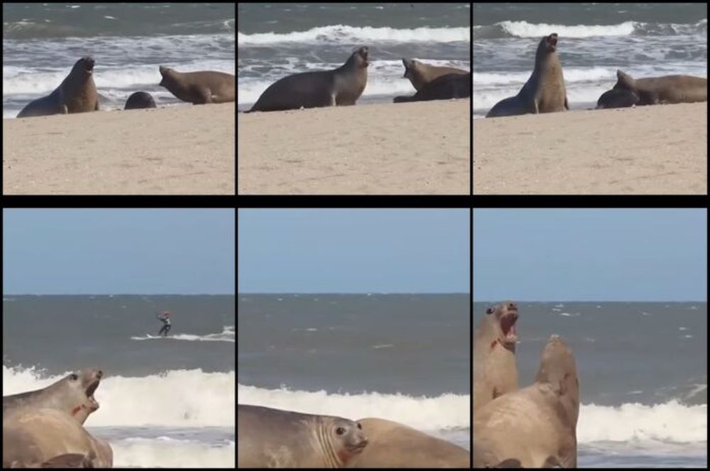 En el video difundido por Fundación Ecológica Pinamar puede verse a la familia de elefantes marinos arriba, y el momento del nacimiento abajo. (Instagram @fundacionecologicapinamar)
