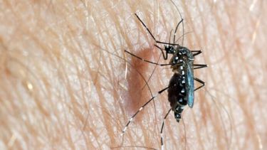 mosquito dengue