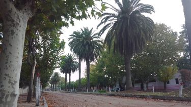 El boulevard de la palmeras, el orgullo de Ernestina.